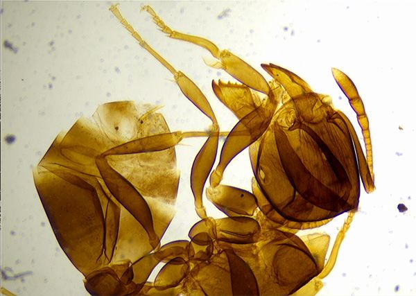 光学显微镜的分辨率与显微技术生物学的作用